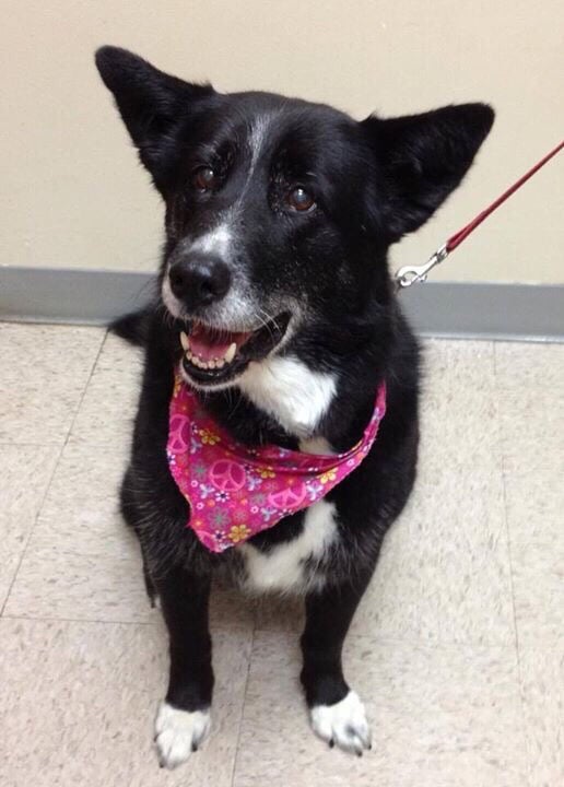 FRIENDS OF PARKVILLE ANIMAL SHELTER Updated August 2024 1356 N