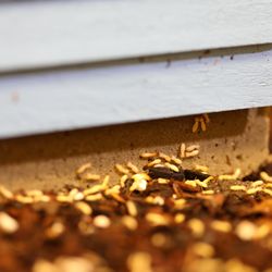Truly Nolen Pest & Termite Control - termite
