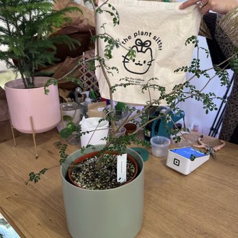 The Plant Sitter - Plant - Nurseries & Gardening Near Me - San Jose, California The Plant Sitter - Plant - Nurseries & Gardening Near Me - San Jose, California