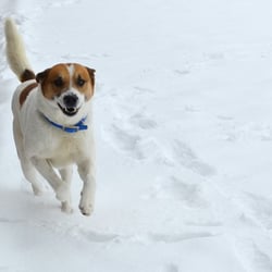 Vanderburgh Humane Society