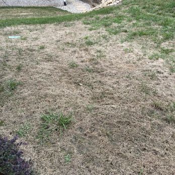 Naturescape - a patch of grass in front of a house - Tree Services Near Me - Knoxville, Tennessee Naturescape - a patch of grass in front of a house - Tree Services Near Me - Knoxville, Tennessee