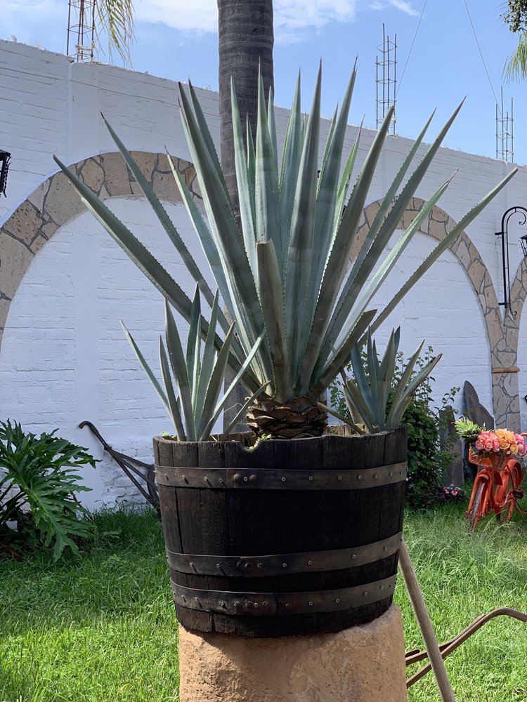 TEQUILA DON VALENTE Lazaro Cardenas 270, El Arenal, Jalisco, Mexico