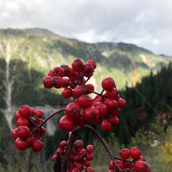 Evergreen Escapes - Tours Near Me - Seattle, Washington Evergreen Escapes - Tours Near Me - Seattle, Washington