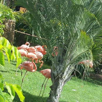 Honolulu Zoo - The flamingos........ - Zoos Near Me - Honolulu, Hawaii