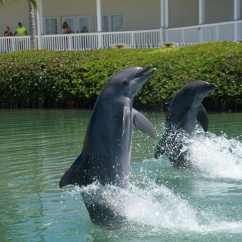 Hawks Cay Resort - Amazing! - Resorts Near Me - Duck Key, Florida