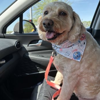 Pawz N Klawz - One happy pup! - Pet Groomers Near Me - Des Moines, Iowa Pawz N Klawz - One happy pup! - Pet Groomers Near Me - Des Moines, Iowa