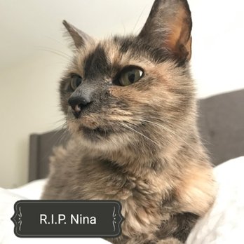 At Garden's Edge - Rest in peace, my sweet Nina. Until we meet again at the Rainbow Bridge. - Pet Cremation Services Near Me - Alhambra, California At Garden's Edge - Rest in peace, my sweet Nina. Until we meet again at the Rainbow Bridge. - Pet Cremation Services Near Me - Alhambra, California
