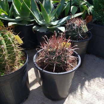 Plant Safari - The strangest cactus I've ever seen but I can't wait to go back and purchase it. - Nurseries & Gardening Near Me - Upland, California Plant Safari - The strangest cactus I've ever seen but I can't wait to go back and purchase it. - Nurseries & Gardening Near Me - Upland, California