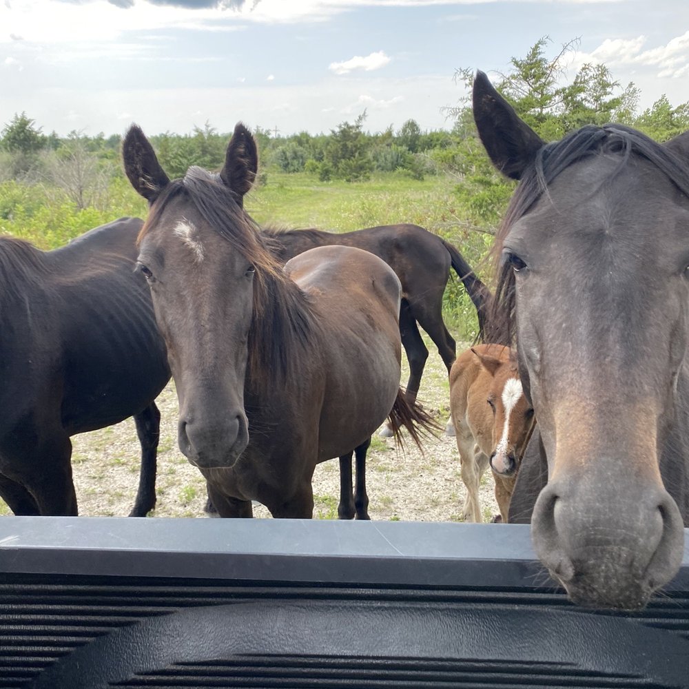 Appalachian Horse Project - Animal Shelters Near Me