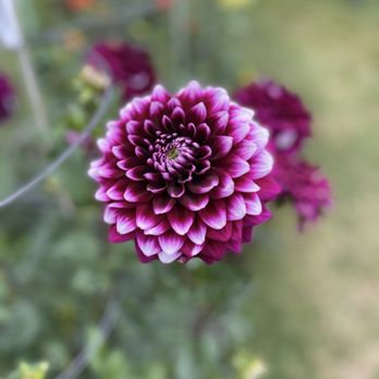 Halifax Public Gardens - Botanical Gardens Near Me - Halifax, Nova Scotia