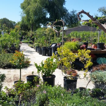 El Capulin Nursery - Nurseries & Gardening Near Me - Watsonville, California El Capulin Nursery - Nurseries & Gardening Near Me - Watsonville, California