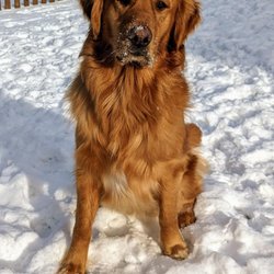 Sharon Center Veterinary Hospital - Bernie the golden retriever.   Loves doggie daycare!