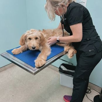 Peace Love Pets Veterinary Care, A Thrive Pet Healthcare Partner - Veterinarians Near Me - Commack, New York Peace Love Pets Veterinary Care, A Thrive Pet Healthcare Partner - Veterinarians Near Me - Commack, New York