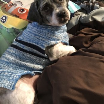 Hot Dog Grooming - Pet Groomers Near Me - Houston, Texas Hot Dog Grooming - Pet Groomers Near Me - Houston, Texas