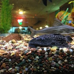 Mr. D's Bar & Grill - Aquarium in the mid room...