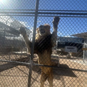 Lion Habitat Ranch - Zoos Near Me - Henderson, Nevada Lion Habitat Ranch - Zoos Near Me - Henderson, Nevada