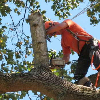 WB Landscape Services - Making progress one tree at time - Tree Services Near Me WB Landscape Services - Making progress one tree at time - Tree Services Near Me
