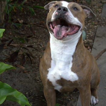 Paws N Claws Pet Services - Dog Walkers Near Me Paws N Claws Pet Services - Dog Walkers Near Me