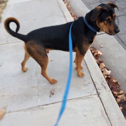 Matthew Chong, MD - See I can walk my dog, without a cane, or walker. Great Job Dr. Chong.