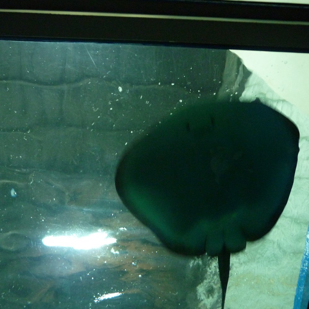 Manila Ocean Park - Stingray above! - Aquariums Near Me - Manila, NCR Manila Ocean Park - Stingray above! - Aquariums Near Me - Manila, NCR