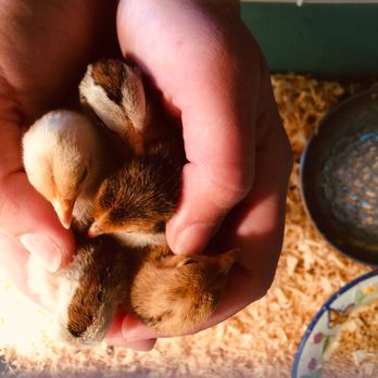 Tractor Supply - Handful of Bantams - Livestock Feed & Supply Near Me - Ashland, Virginia Tractor Supply - Handful of Bantams - Livestock Feed & Supply Near Me - Ashland, Virginia