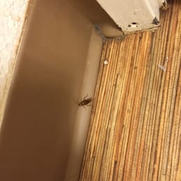 The cockroach that freaked out when I turned the bathroom light on The cockroach that freaked out when I turned the bathroom light on