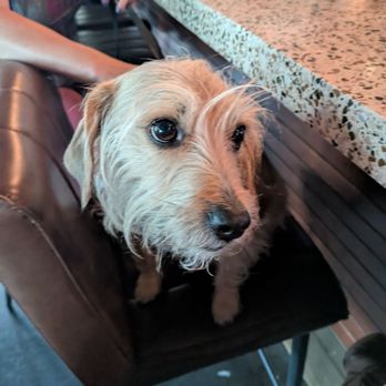 Laureate - Dog friendly - Lounges Near Me - San Francisco, California Laureate - Dog friendly - Lounges Near Me - San Francisco, California