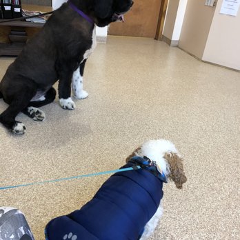 lincoln ave veterinary clinic