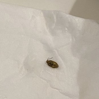 Golden Elephant - A cockroach in Beef pho. Ewww - Vietnamese Near Me - Winnipeg, Manitoba Golden Elephant - A cockroach in Beef pho. Ewww - Vietnamese Near Me - Winnipeg, Manitoba