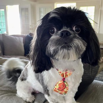 Sweet Pea Grooming - So fresh and so clean clean! - Pet Groomers Near Me - San Diego, California