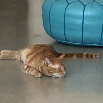 Cat & Craft - Copper stole my heart - Coffee & Tea Near Me - Vista, California Cat & Craft - Copper stole my heart - Coffee & Tea Near Me - Vista, California