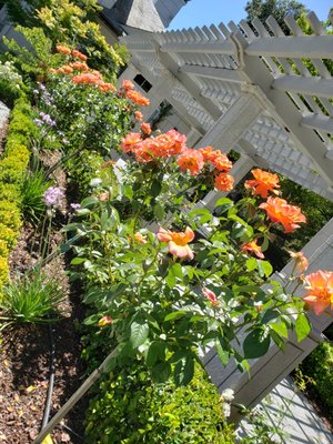 Flower Project - We can assist you in your garden projects as well as we're mindful of water conservation projects. Flower Project - We can assist you in your garden projects as well as we're mindful of water conservation projects.