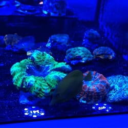 House of Corals
