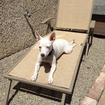 5 Paws UP - Sun bathing - Dog Walkers Near Me 5 Paws UP - Sun bathing - Dog Walkers Near Me
