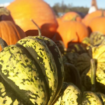 Nash Ranch - Pumpkin Patches Near Me - Redding, California