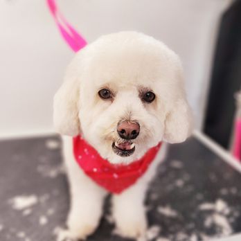 Grooming For Good - Best haircuts ever! - Pet Groomers Near Me