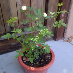 Rogue Valley Roses - Climbing Yellow Sweetheart Rose (no thorns!) from Rogue Valley Roses.