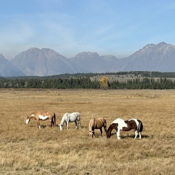 BrushBuck Wildlife Tours - Tours Near Me - Jackson, Wyoming