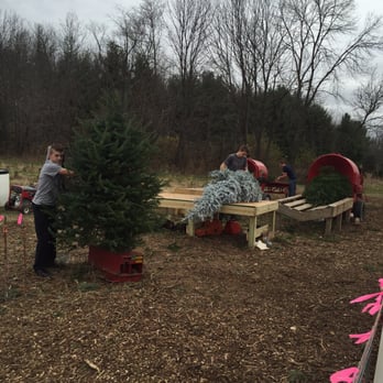Big Tree Plantation - They clean up/level and trim the base up - nice touch. - Christmas Trees Near Me - Morrow, Ohio Big Tree Plantation - They clean up/level and trim the base up - nice touch. - Christmas Trees Near Me - Morrow, Ohio