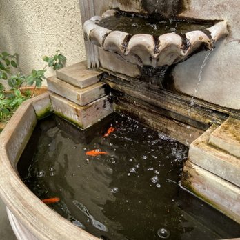 Shiraz - About 1 foot deep. Water is freezing cold and there is nothing to heat the water. Way too small and shallow for the amount of fish in there. - Middle Eastern Near Me - Glendale, California
