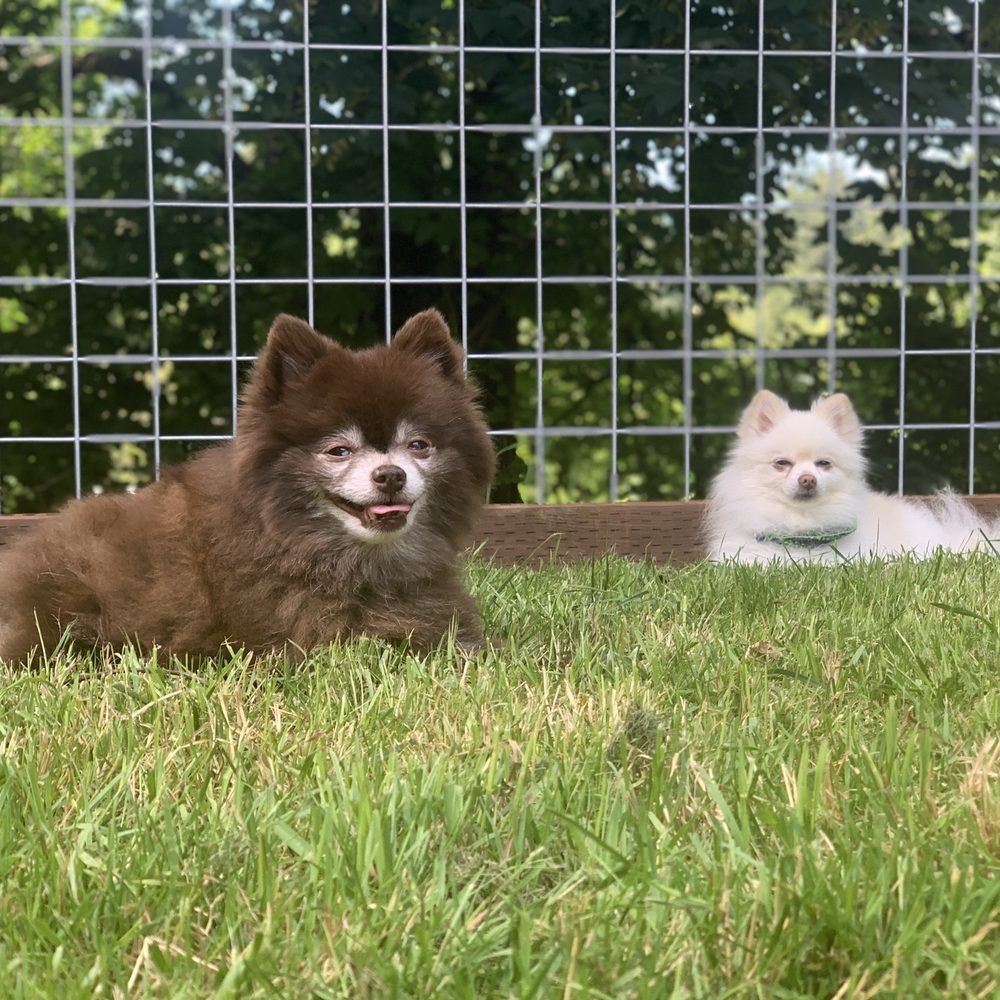 My dogs loving the yard
