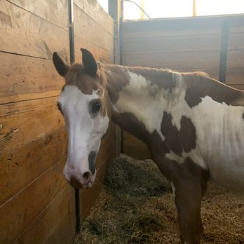 Glen Grove Equestrian Center - Riding horse - Horseback Riding Near Me - Lake Forest, Illinois