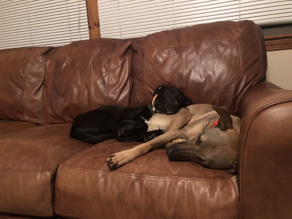 NORTHEAST ANIMAL SHELTER 38 Photos & 184 Reviews Animal Shelters