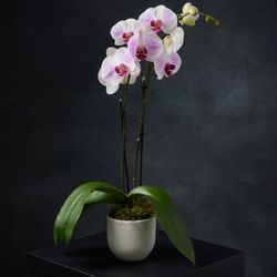 Aebersold Florist