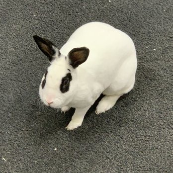 eRockets - eRockets' mascot, Elon the Rocket Bunny (and he has no "Musk" smell at all!) - Hobby Shops Near Me - Dayton, Ohio