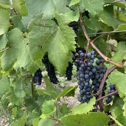 TerraCello Winery