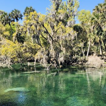 Blue Spring State Park - Today's Manatee Count: 311 (01MAR2020) - Parks Near Me - Orange City, Florida Blue Spring State Park - Today's Manatee Count: 311 (01MAR2020) - Parks Near Me - Orange City, Florida
