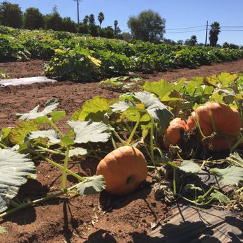 Fran's Original Farm Stand - Pumpkin Patch - Farmers Market Near Me - Escondido, California