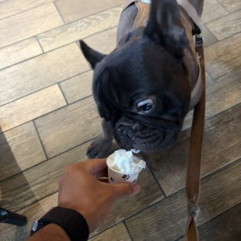 Grandpa Coffee Bar - Pup cup w shadow - Coffee & Tea Near Me - Long Beach, California