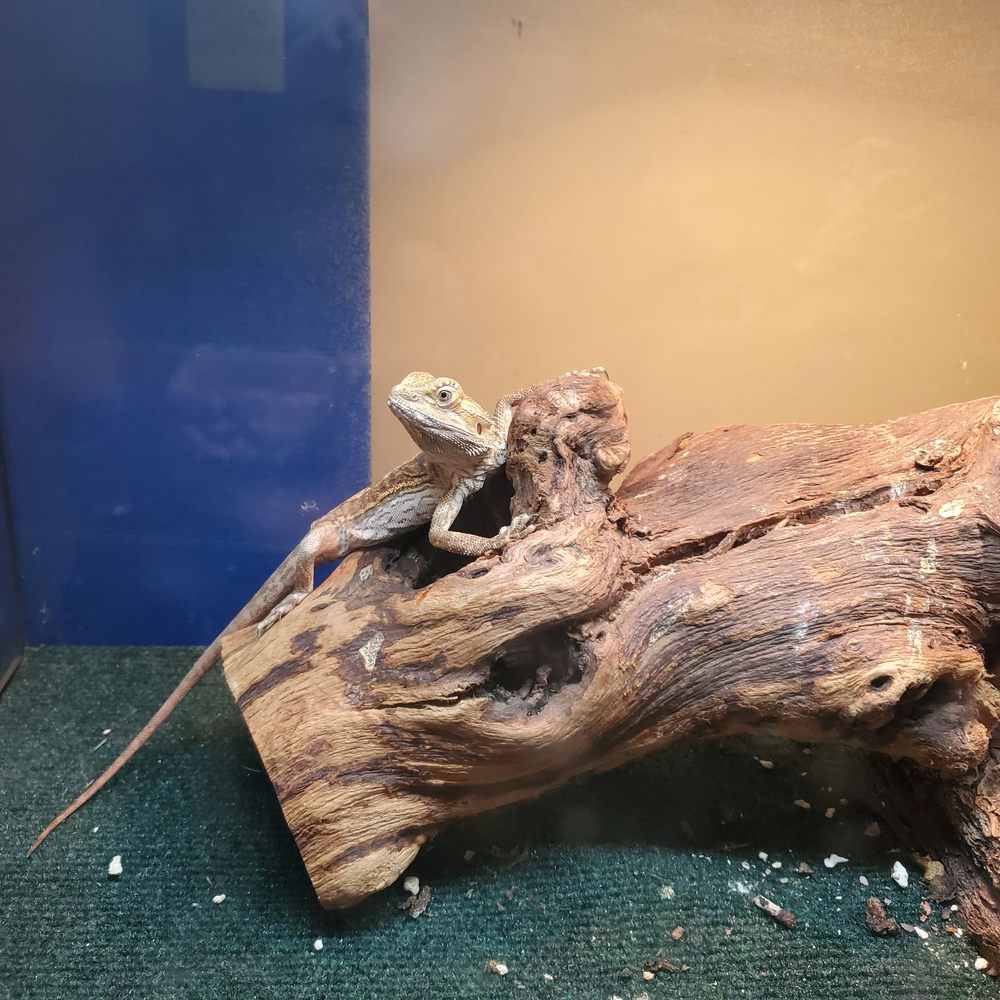 Andy's Pet Shop - Bearded dragon - Pet Stores Near Me - San Jose, California Andy's Pet Shop - Bearded dragon - Pet Stores Near Me - San Jose, California